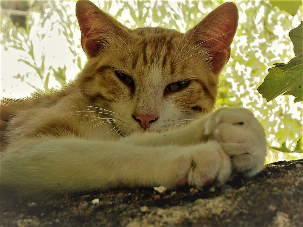 Gatto Corfiota di Paleokastritsa discendente dal gatto della Principessa Sissi