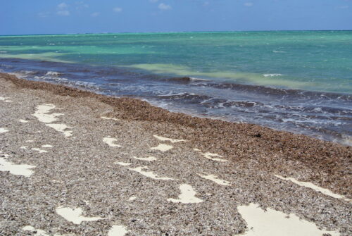 Spiaggia e mare con deposito di posidonia secca