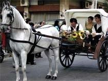 Carrozza trainata da un bianco cavalloche accompagna due giovani ragazzi alla festa