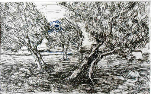 Disegno a penna di alberi di olivi