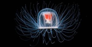 medusa (Turritopsis nutricula)