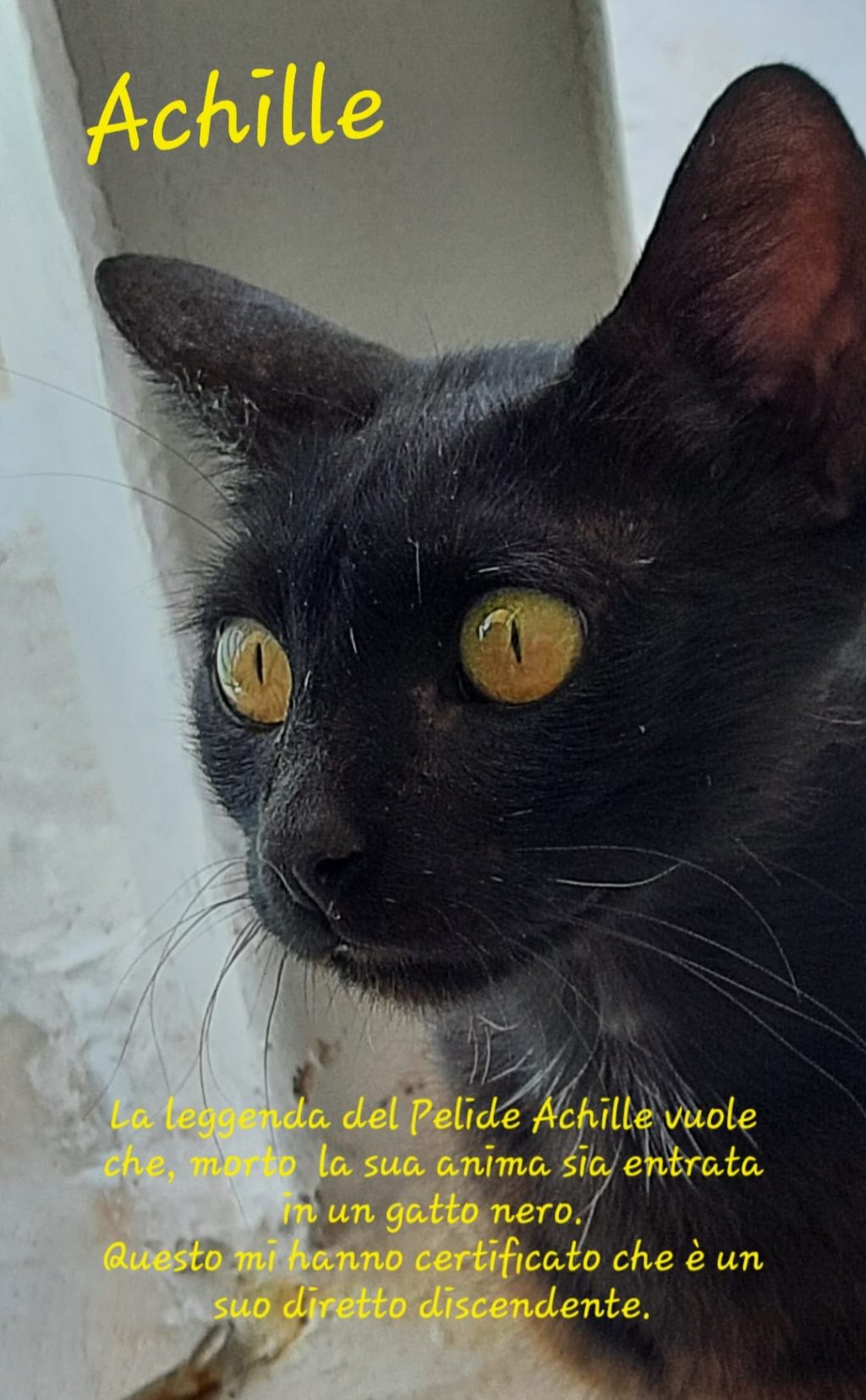 Foto del gatto nero del Pelide Achille