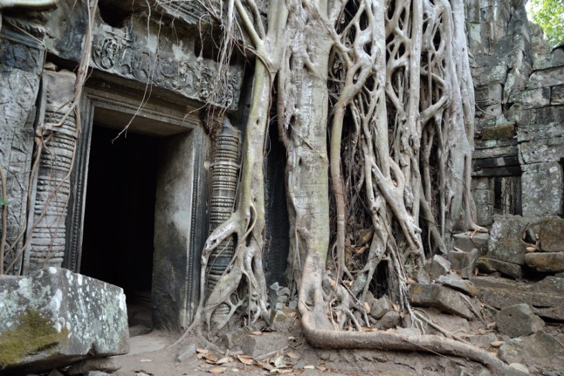 Parte del tempio di Ta Prohm invaso da foresta 