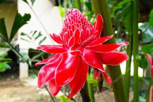 fiore-della-tahilandia