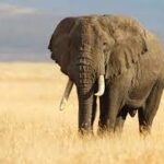 Elefante origini
