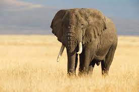 Elefante origini