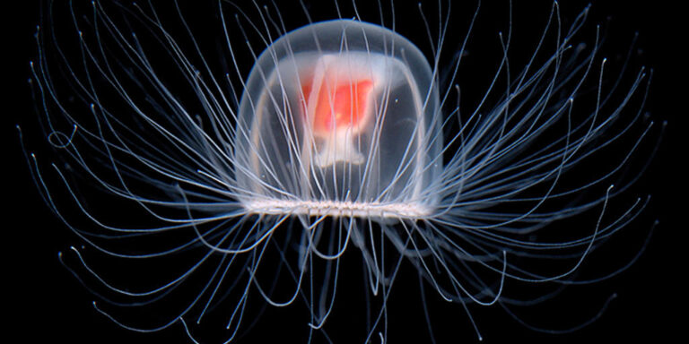 La medusa immortale