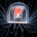 La medusa immortale