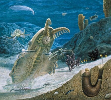 La fauna del cambriano